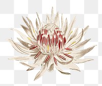 Vintage blooming Dagger–Leaf Protea flower