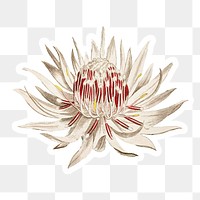 Vintage blooming Dagger&ndash;Leaf Protea flower sticker with white border