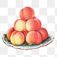 Vintage hand drawn peaches design element