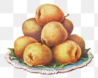 Vintage hand drawn pears design element