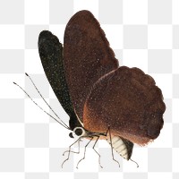 Brown single butterfly png vintage drawing