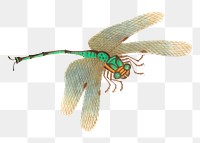 Single green dragonfly png vintage illustration