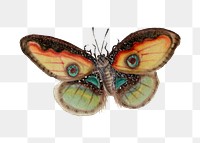 Butterfly with eyespots png vintage drawing