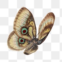 Butterfly with eyespots png vintage illustration