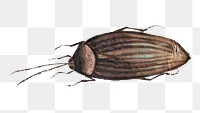 Single brown bug png vintage illustration