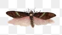 Single insect png vintage illustration