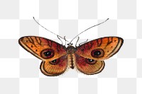 Single moth with eyespots png vintage illustration