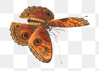 Moth with eyespots png vintage illustration
