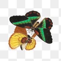 Green and yellow butterflies png vintage illustration