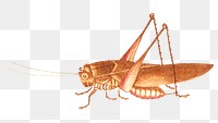 Brown grasshopper png vintage illustration