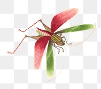 Png single grasshopper vintage illustration