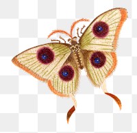 Moth insect png vintage illustration