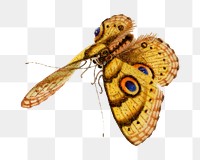 Butterfly with eyespot png vintage illustration