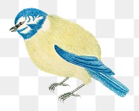 Vintage bird png illustration, remixed from the 18th-century artworks from the Smithsonian archive. 