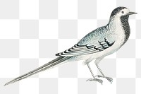 Gray bird png, remixed from the 18th-century artworks from the Smithsonian archive.