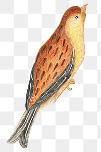 Brown and yellow bird png, remixed from the 18th-century artworks from the Smithsonian archive.