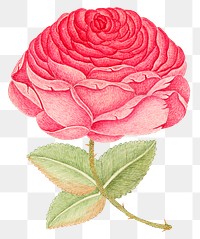 Vintage pink rose png illustration, remixed from the 18th-century artworks from the Smithsonian archive.