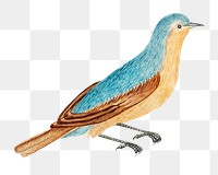 Blue and brown bird png, remixed from the 18th-century artworks from the Smithsonian archive.