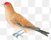 Brown bird png, remixed from the 18th-century artworks from the Smithsonian archive.