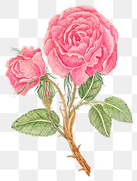 Vintage pink rose png illustration, remixed from the 18th-century artworks from the Smithsonian archive.