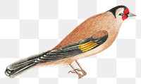 Brown bird png, remixed from the 18th-century artworks from the Smithsonian archive.