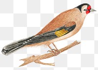 Brown bird on a twig png, remixed from the 18th-century artworks from the Smithsonian archive.