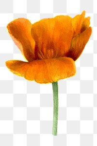 Vintage California poppies blooming illustration png sticker