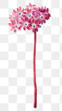 Hand drawn sand verbena png floral illustration