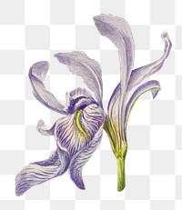 Missouri flag flower png illustration floral drawing