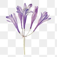 Purple grass nut flower png illustration