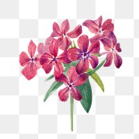 Spring flower hairy phlox png illustration