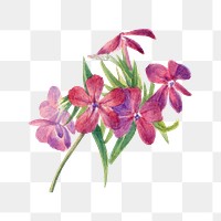 Hand drawn hairy phlox png floral illustration