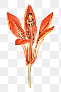 Vintage lily blooming illustration png sticker