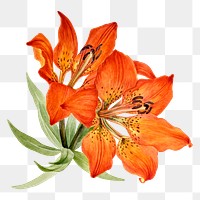 Hand drawn red lily png floral illustration