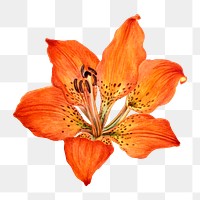 Vintage red lily blooming illustration png sticker