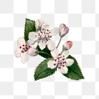 Red chokeberry blossom png illustration hand drawn