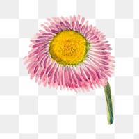 Pink meadow fleabane png botanical illustration watercolor