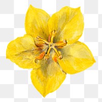 Yellow mexican fremontia flower png botanical illustration watercolor