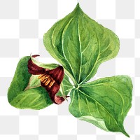 Red trillium flower png botanical illustration watercolor