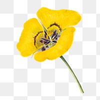Yellow goldenbowl mariposa flower png botanical illustration watercolor