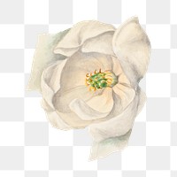 White sweetbay flower png botanical illustration watercolor