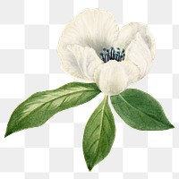 White virginia stewartia flower png botanical illustration watercolor