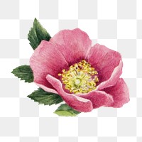 Pink bourgeau rose png botanical illustration watercolor