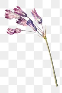 Purple wild hyacinth png botanical illustration watercolor
