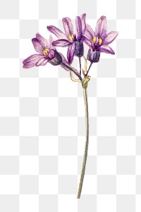 Purple wild hyacinth flower png botanical illustration watercolor