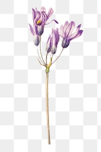 Violet wild hyacinth png botanical illustration watercolor