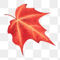 Red autumn leaf png botanical illustration watercolor