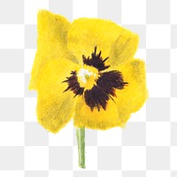 Yellow pansy flower png botanical illustration watercolor