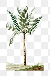 Png hand drawn palm tree illustration