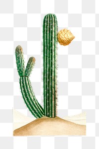 Vintage png pilocereus cactus hand drawn illustration